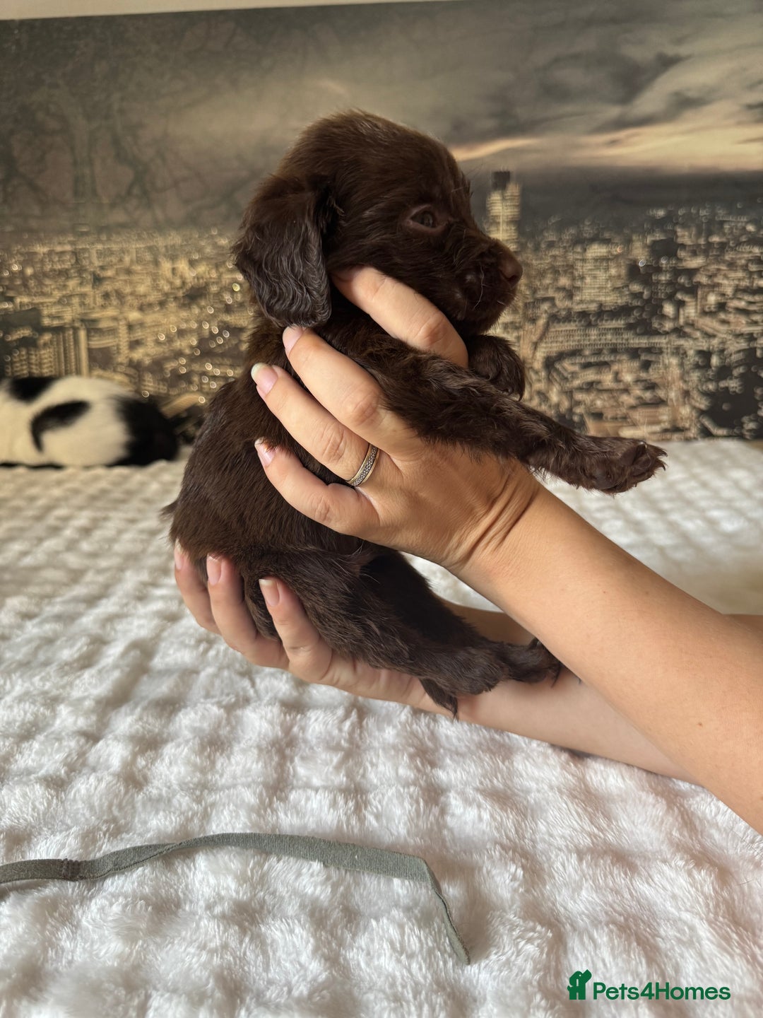 Springador dogs for sale: Chocolate Springador Puppies – Ready Soon! 🐾 - Image 16