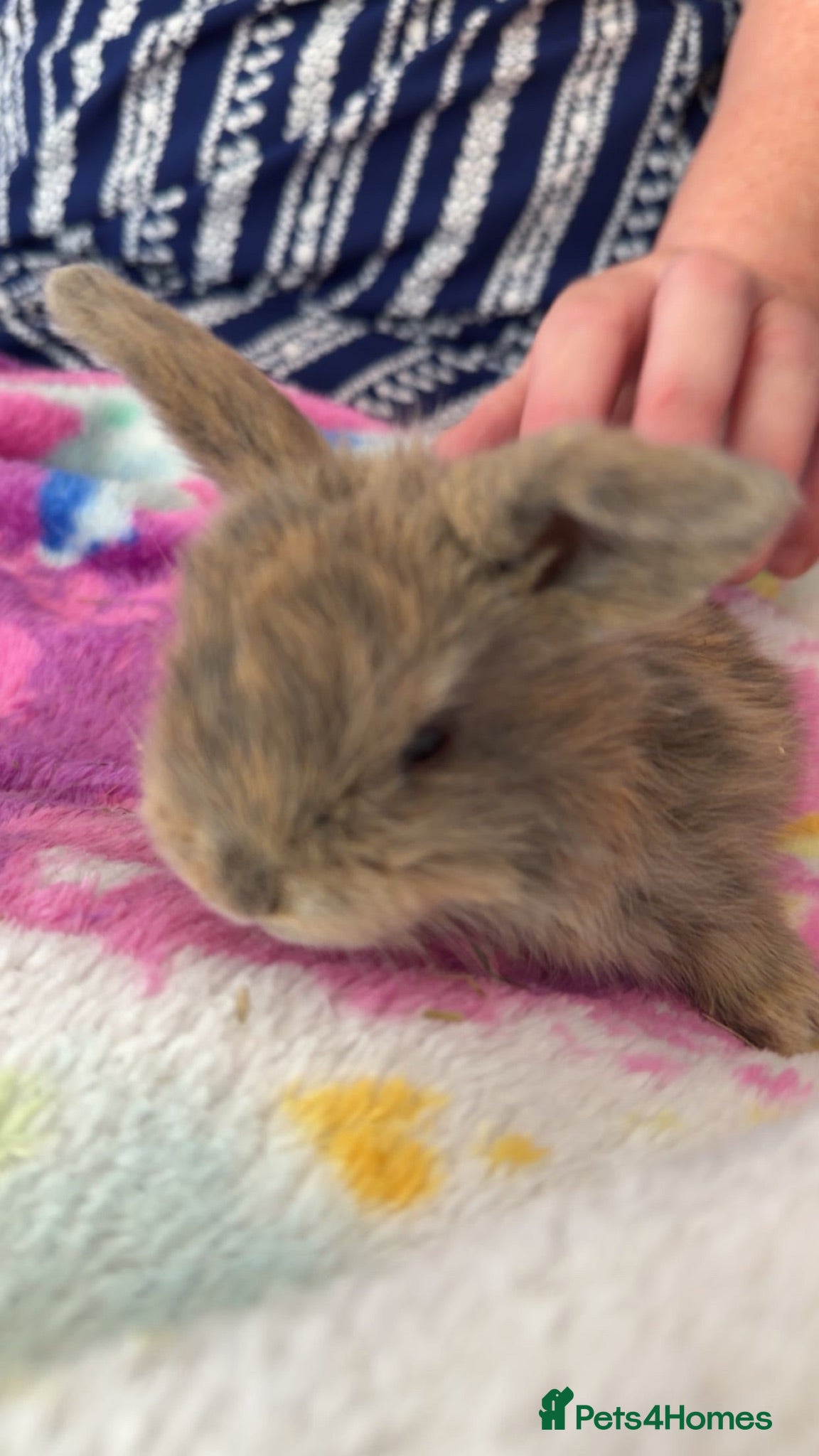 Mini Lop rabbits Last 3 beautiful mini lop babies - Advert 11