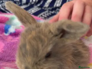Mini Lop rabbits Last 3 beautiful mini lop babies - Advert 11
