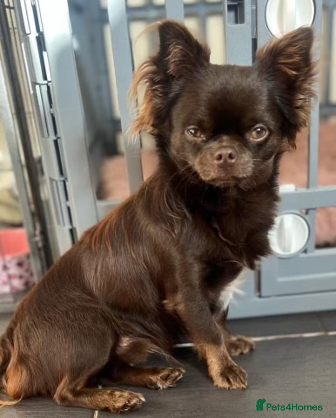 Chihuahua dogs for stud: Duke- KC Reg Chocolate Long Coat Stud Available in Tredegar - Advert 5