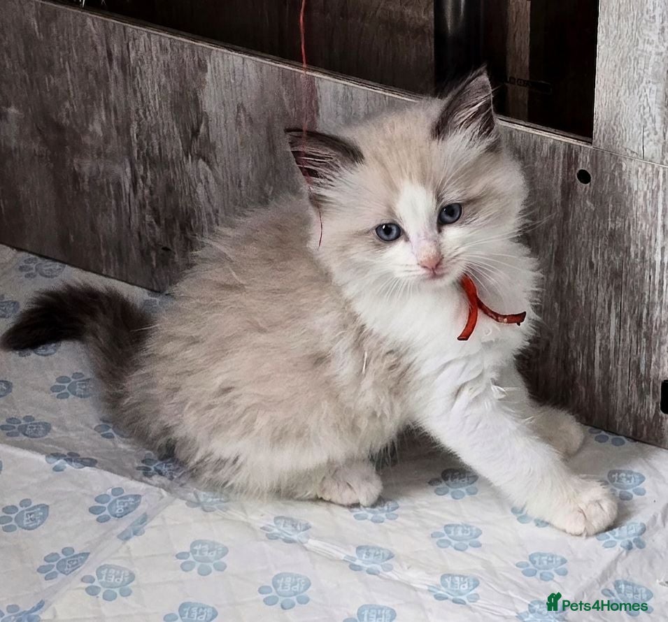 Ragdoll cats ​ Exceptional Ragdoll Kittens – Stunning Bicolor - Advert 16