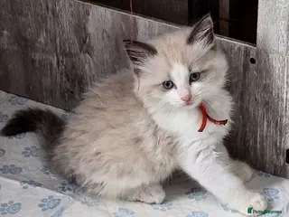 Ragdoll cats Exceptional Ragdoll Kittens – Stunning Bicolor - Advert 16