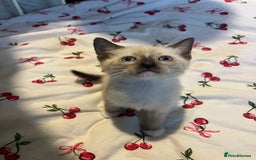 Siamese cats for sale: 3 stunning applehead Siamese kittens  - Image 14