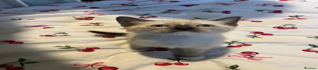 Siamese Kitten 1