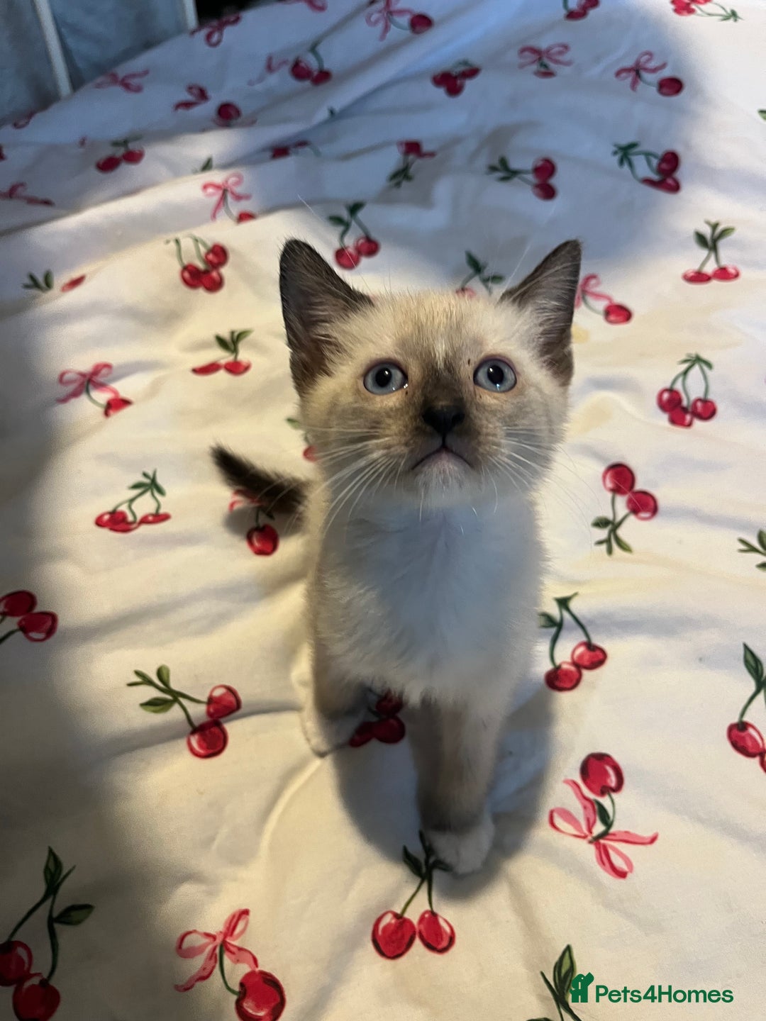 Siamese cats for sale: 3 stunning applehead Siamese kittens  - Image 14