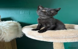 British Shorthair cats for sale: 12 week old Bsh males fawn and black  in Derby - Image 8