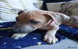Mixed Breed dogs for sale: Bull cross suluki greyhound  - Image 7