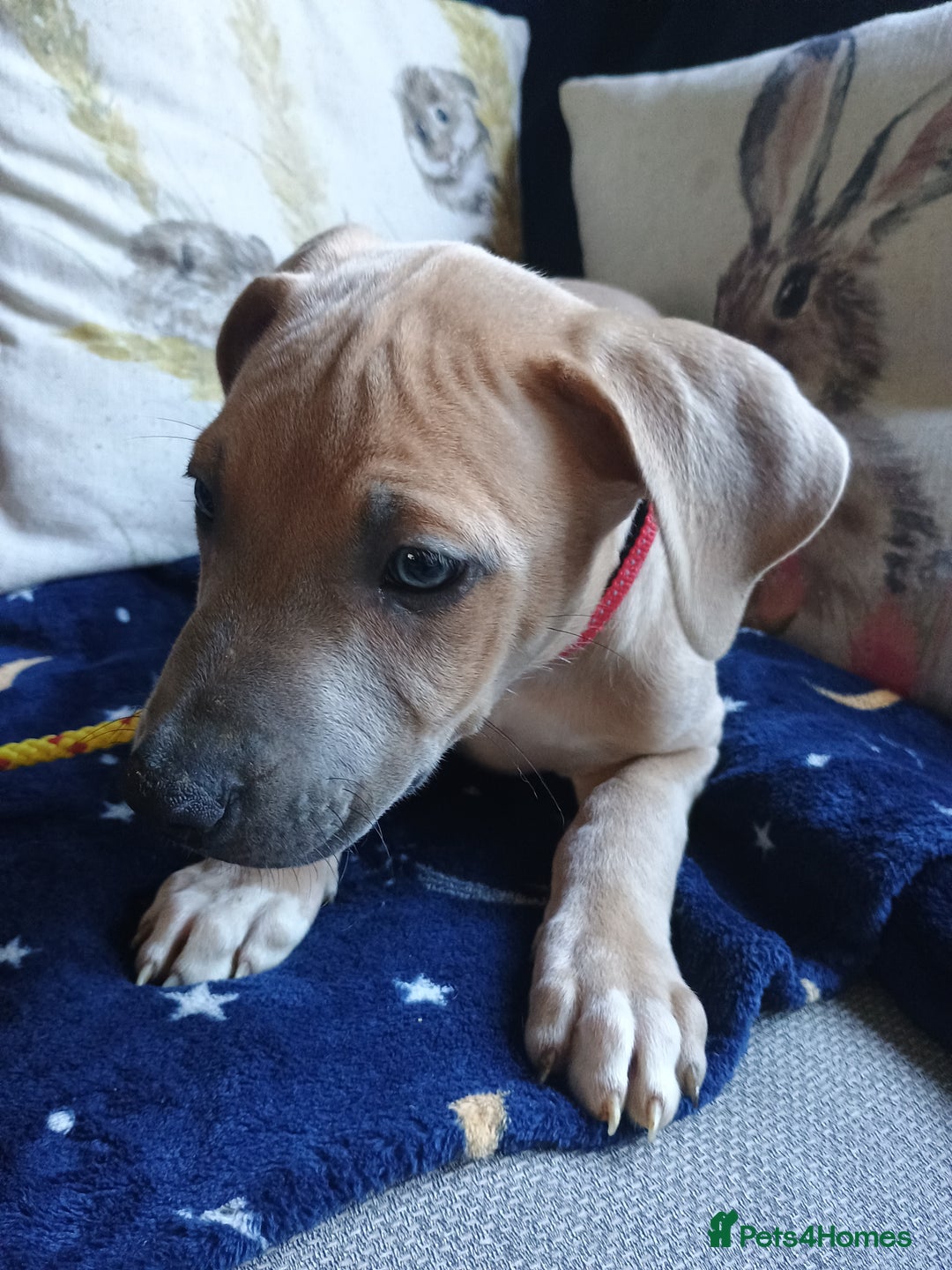 Mixed Breed dogs for sale: Bull cross suluki greyhound  - Image 7