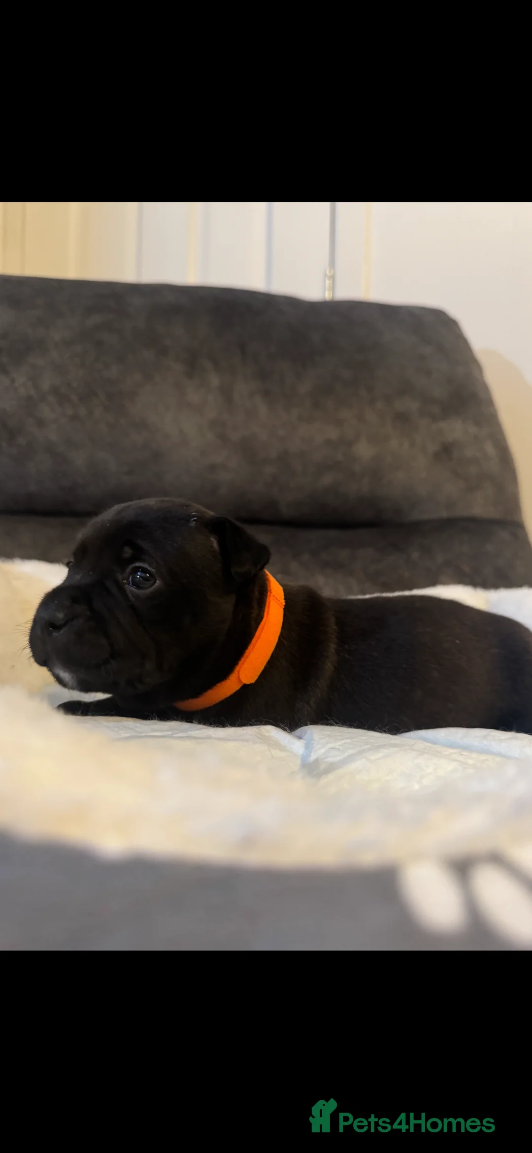 Staffordshire Bull Terrier dogs for sale: Staff puppies  - Advert 13