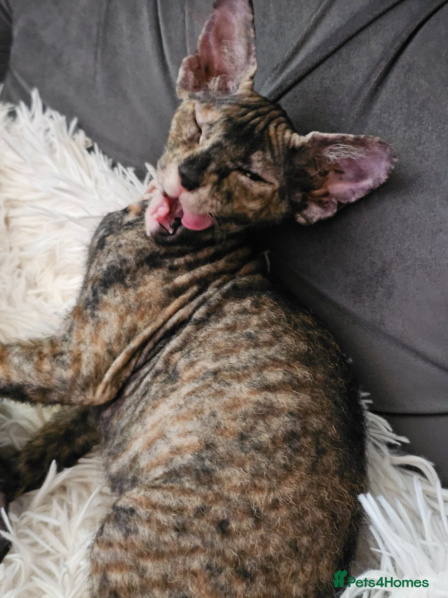 Sphynx cats for sale: Sphynx x Siamese young cat - Advert 14