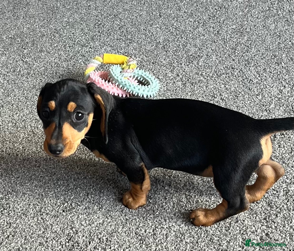 Miniature Dachshund dogs Adorable & Mischievous little Girls.  - Advert 1