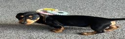 Miniature Dachshund dogs for sale: Beautiful little girl.  - Advert 1