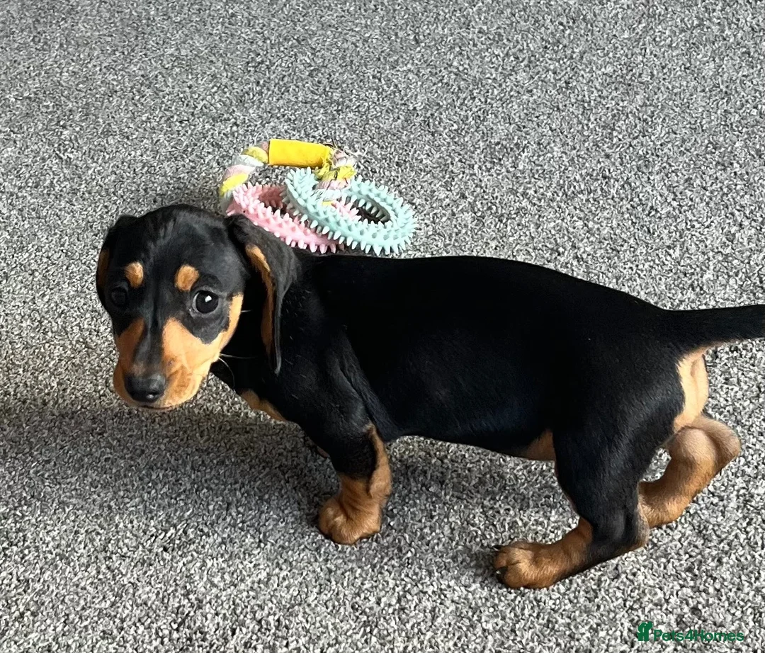 Miniature Dachshund dogs for sale: Beautiful little girl.  - Advert 1