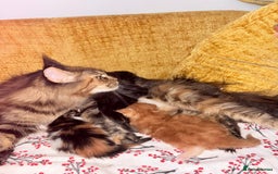 Maine Coon cats for sale: 3 Maine Coon kittens  - Advert 3