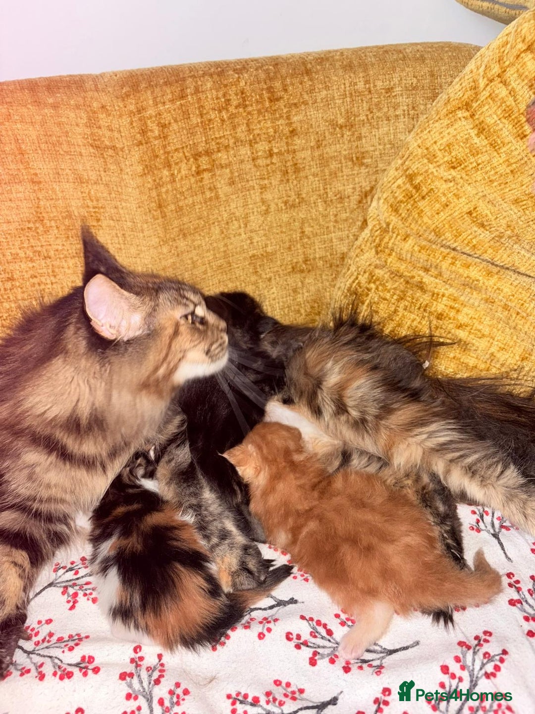 Maine Coon cats for sale: 3 Maine Coon kittens  - Advert 3