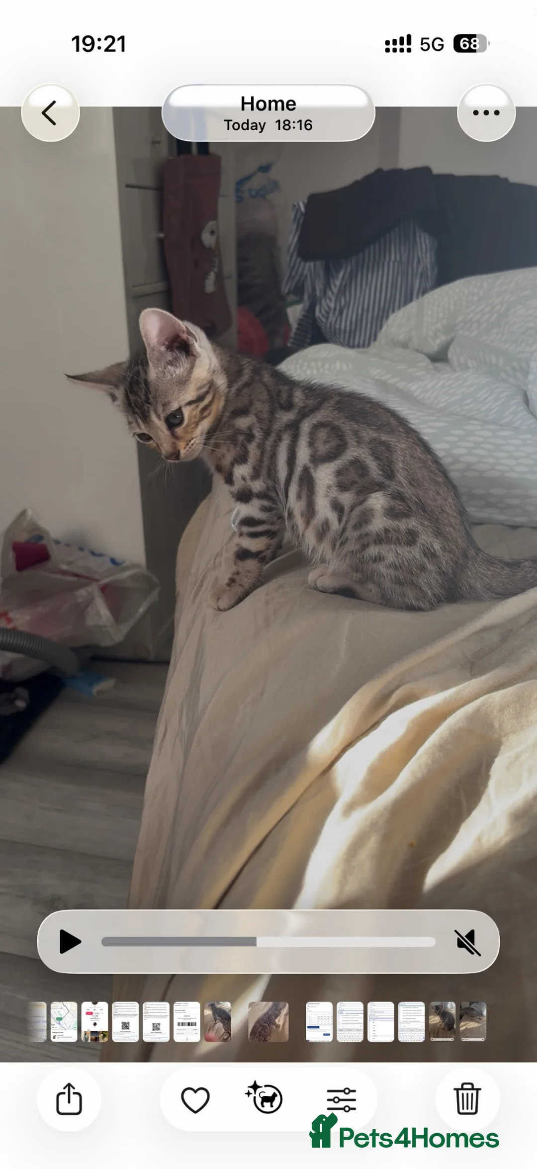 Bengal cats for sale: ✨ Exceptional Pure TICA Reg Bengal Kittens ✨  - Advert 2