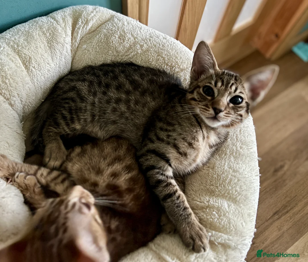 Ocicat cats for sale: Two delightful Ocicat boys available - Advert 6