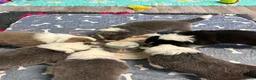 Border Collie dogs for sale: Outstanding Border Collie Puppies - Advert 12