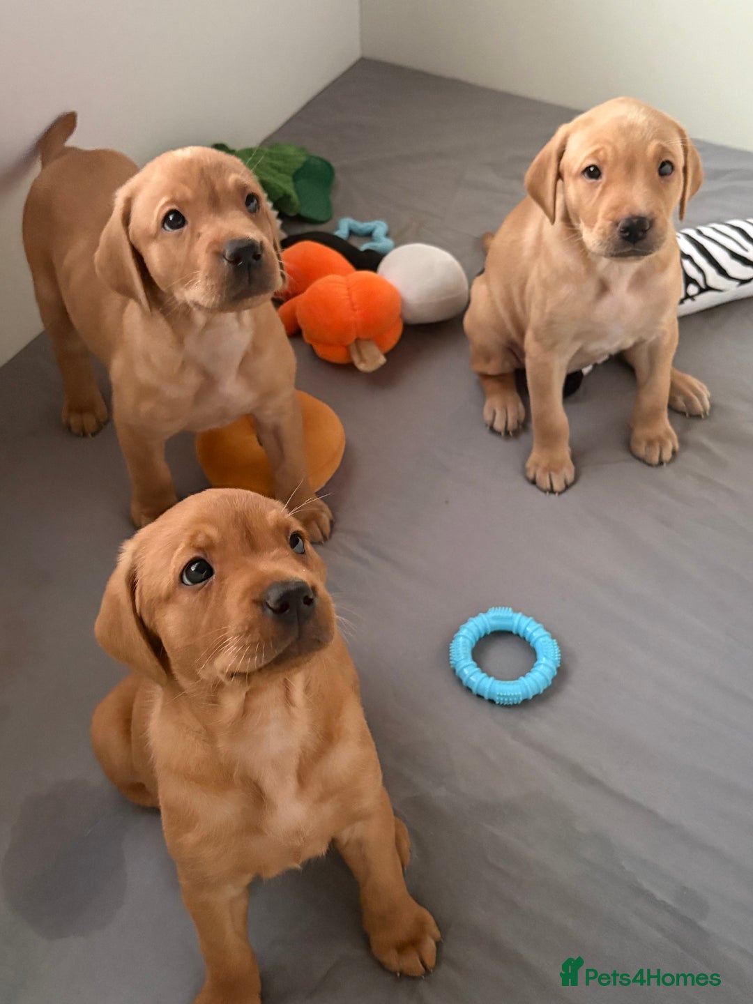 Labrador Retriever dogs for sale: 3x chunky Labradors for sale  - Advert 16