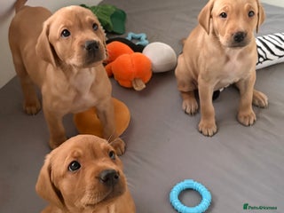 Labrador Retriever dogs 3x chunky Labradors for sale - Advert 1