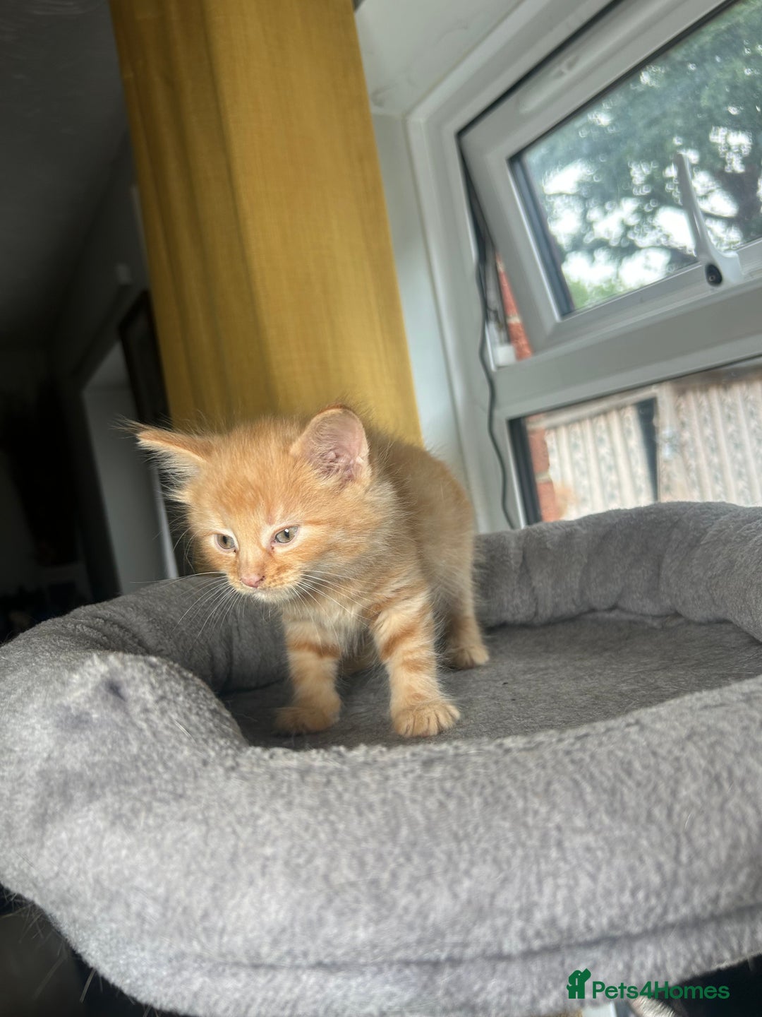 British Shorthair cats for sale: Ginger kitten  - Image 5