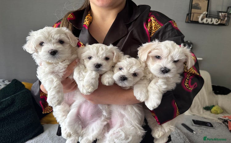 Maltese dogs in Oswestry - Advert 5