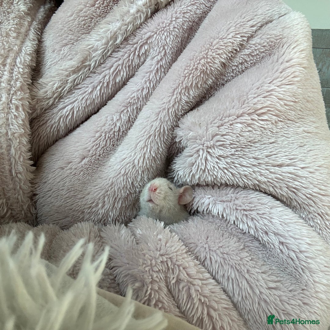 Rat rodents for sale: two friendly girls for sale 🩷 - Advert 10