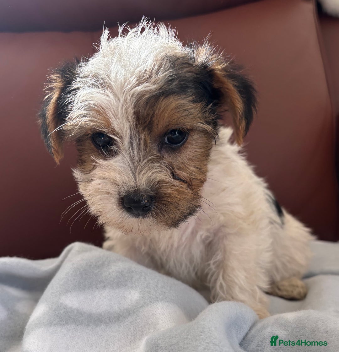 Mixed Breed dogs for sale: Yorkshire terrier/Jack Russell - Image 24