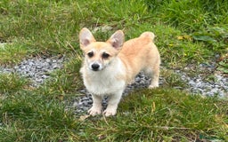 Welsh Corgi Pembroke dogs for sale: Camilla Kc reg Female Pembrokeshire corgi for sale - Image 3