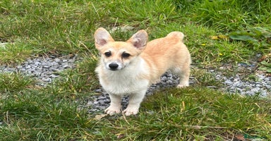 Welsh Corgi Pembroke dogs - Advert 1