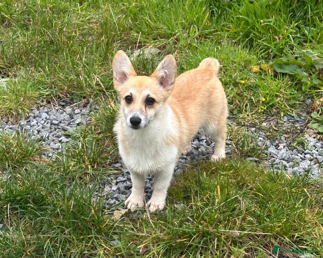 Welsh Corgi Pembroke dogs for sale: Camilla Kc reg Female Pembrokeshire corgi for sale - Image 3