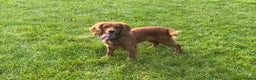 Cocker Spaniel dogs for sale: Working cocker pups due,  ready for spring - Advert 3