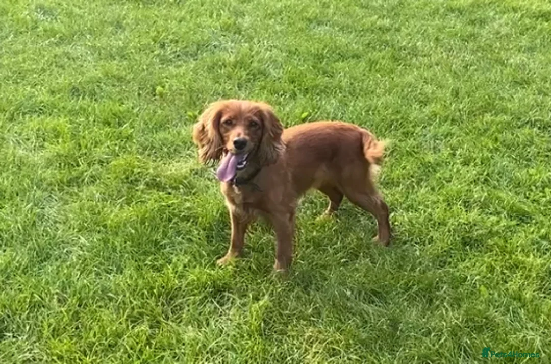 Cocker Spaniel dogs for sale: Working cocker pups due,  ready for spring - Advert 5