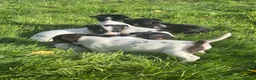 Jack Russell dogs for sale: jack Russel puppies for sale  - Advert 6