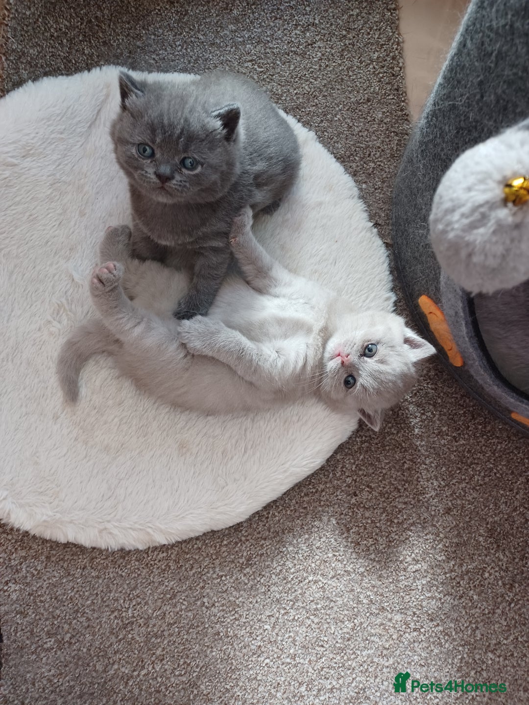 British Shorthair cats for sale: British Shorthair kittens - Image 5