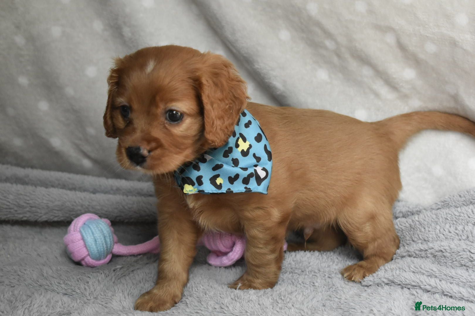 Cavapoo dogs Health Tested Cavapoo Puppies  - Advert 5