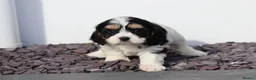 Cavachon dogs for sale: Beautiful Cavachon puppies for sale - Advert 22