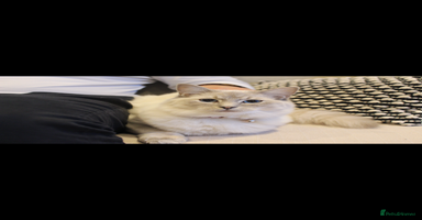 Ragdoll cats - Advert 9