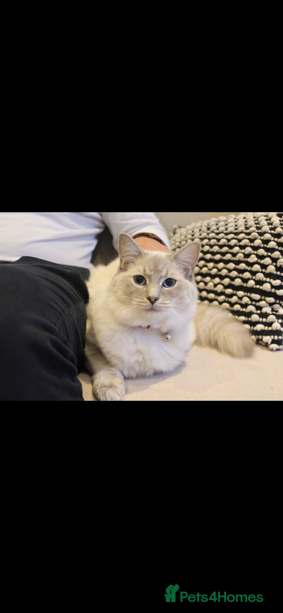 Ragdoll cats for sale: Blue Lynx Ragdoll - Image 2