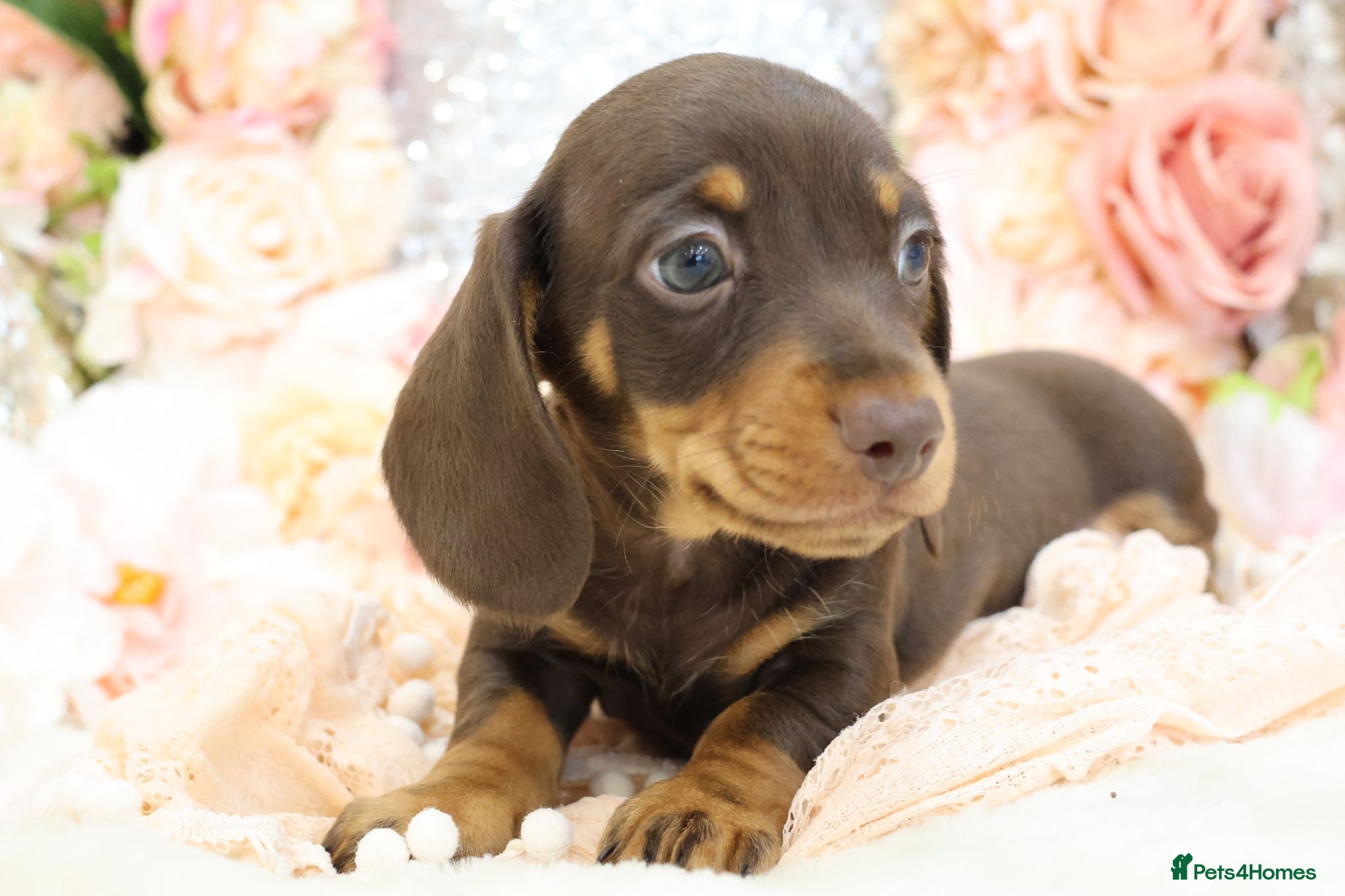 Miniature Dachshund dogs KC Miniature Dachshund Puppies - Advert 1