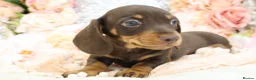 Miniature Dachshund dogs for sale: KC Miniature Dachshund Puppies - Advert 7