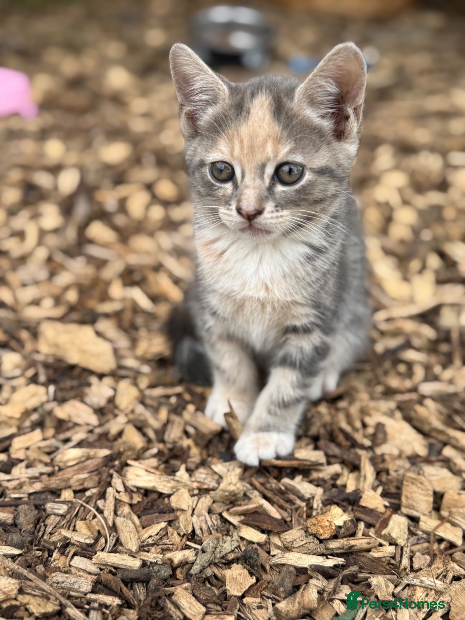 Mixed Breed cats Beautiful British short hair cross  - Advert 15