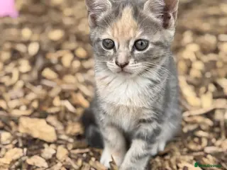 Mixed Breed cats Beautiful British short hair cross - Advert 15