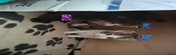 Mixed Breed cats for sale: 5 Lovely kittens looking for a home!! - Advert 9