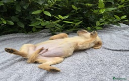 Golden Retriever dogs for sale: Golden Retriever puppies  - Image 5