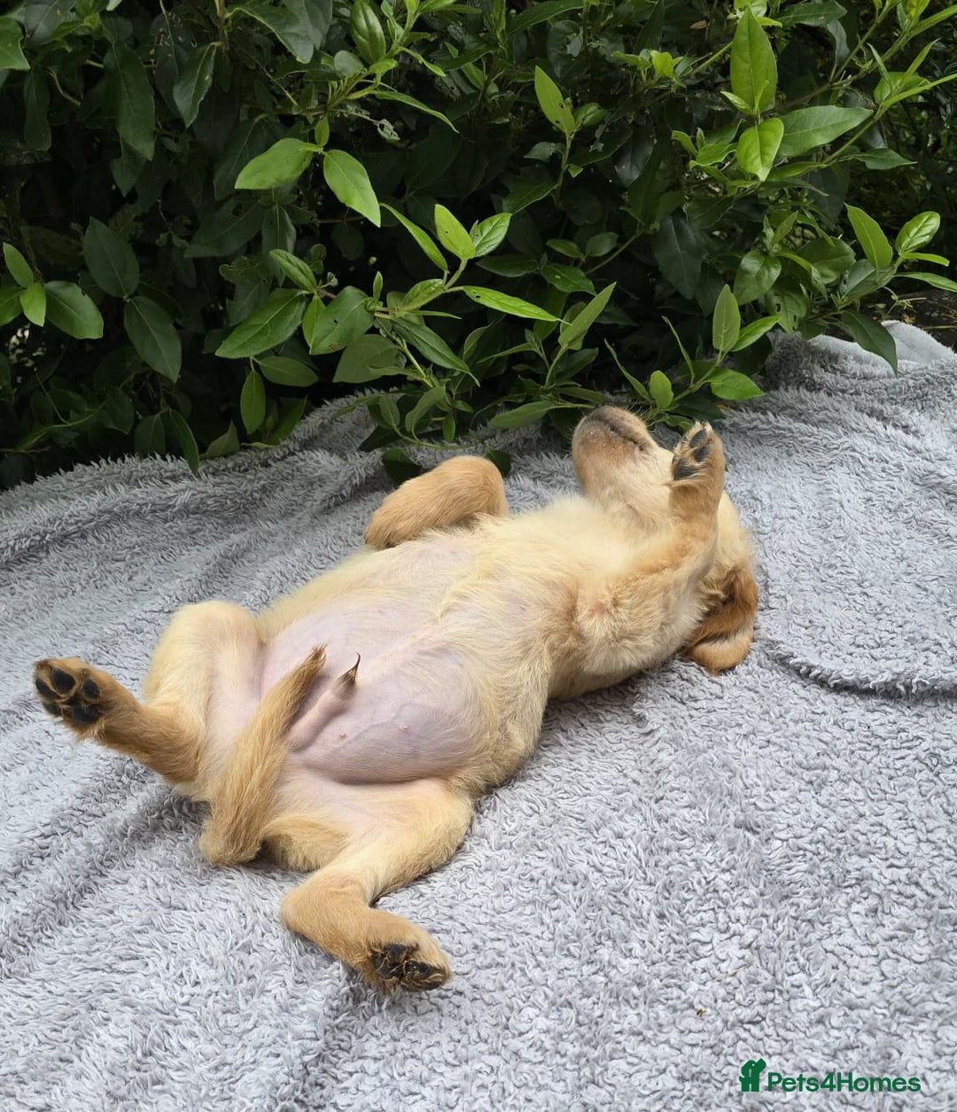 Golden Retriever dogs for sale: Golden Retriever puppies  - Image 5