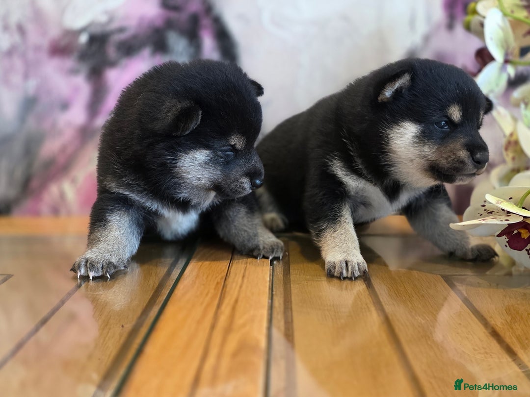 Japanese Shiba Inu dogs for sale: Japanese Shiba Inu - Image 2