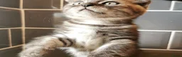 Scottish Fold cats for sale: ❤️Gorgeous Scottish Fold kitten-raised with love❤️ - Advert 12