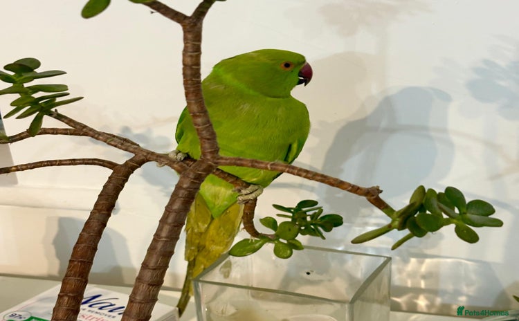 Parrots birds Selling beautiful Indian ring neck parrots. - Advert 5