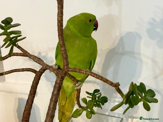 Parrots birds Selling beautiful Indian ring neck parrots. - Advert 12